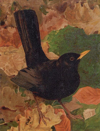 LoPaul Robert - Merle Noir.webp