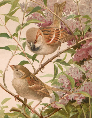 LoPaul Robert - Moineau Franc.webp
