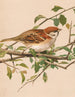 Sparrow friquet - Léon-Paul Robert — artwork view