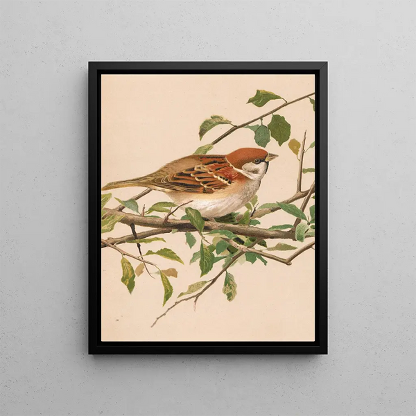 Sparrow friquet - Léon-Paul Robert — framed artwork on a wall