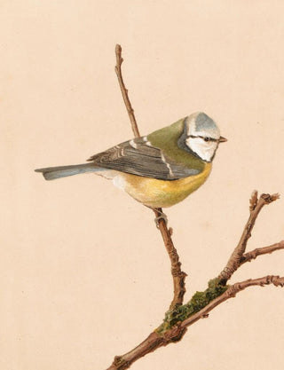 LoPaul Robert - Msange Bleue.webp