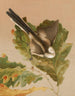 Long-tailed tit - Léon-Paul Robert — artwork view