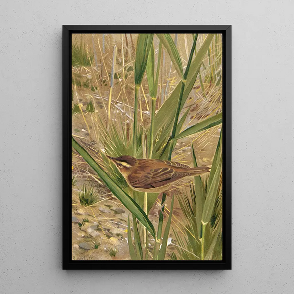 Phragmite - Léon Paul Robert — framed artwork on a wall