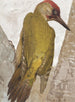Greenfinch Painting - Léon-Paul Robert — artwork view