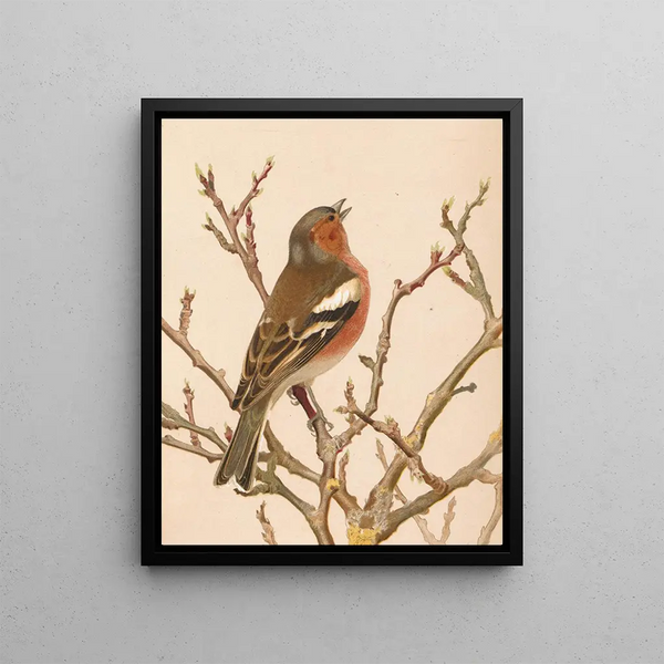 Pinson commun - Léon-Paul Robert — framed artwork on a wall