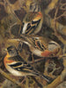 Ardennes Finch - Léon-Paul Robert — artwork view