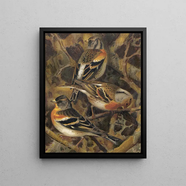 Ardennes Finch - Léon-Paul Robert — framed artwork on a wall