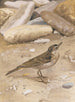 Pipit spioncelle painting - Léon Paul Robert — artwork view