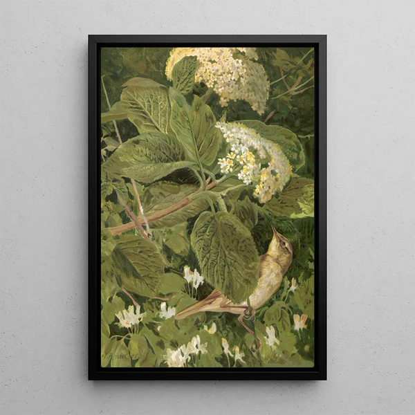 Pouillot fitis - Léon Paul Robert — framed artwork on a wall