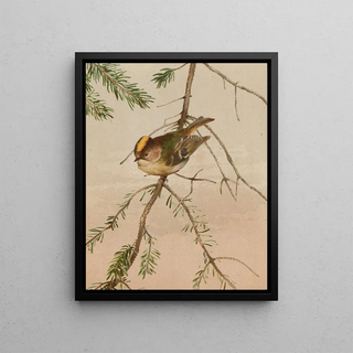 LoPaul Robert - Roitelet.webp