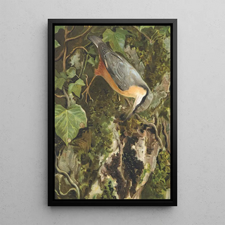 Sittelle - Léon Paul Robert — framed artwork on a wall