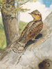 Torcol - Léon Paul Robert — artwork view