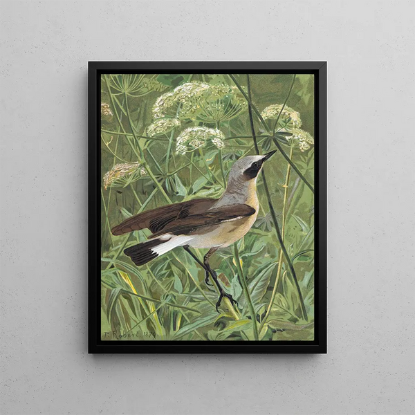 Traquet motteux - Léon Paul Robert — framed artwork on a wall