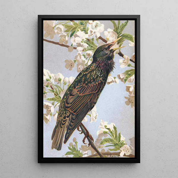 Starling - Léon Paul Robert — framed artwork on a wall