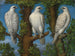 Portrait of a Gyrfalcon seen from three sides - Master Lombard — artwork view