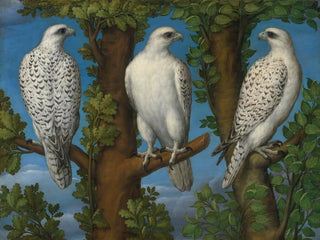 Portrait of a Gyrfalcon seen from three sides - Master Lombard — artwork view
