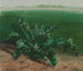 Study of a plant, perhaps a thistle - Léon Bonvin — artwork view