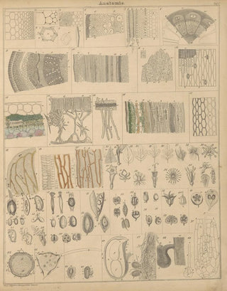 Lorenz Oken - Abbildungen zu Okens Allgemeiner Naturgeschichte fr alle Stnde Pl002.webp