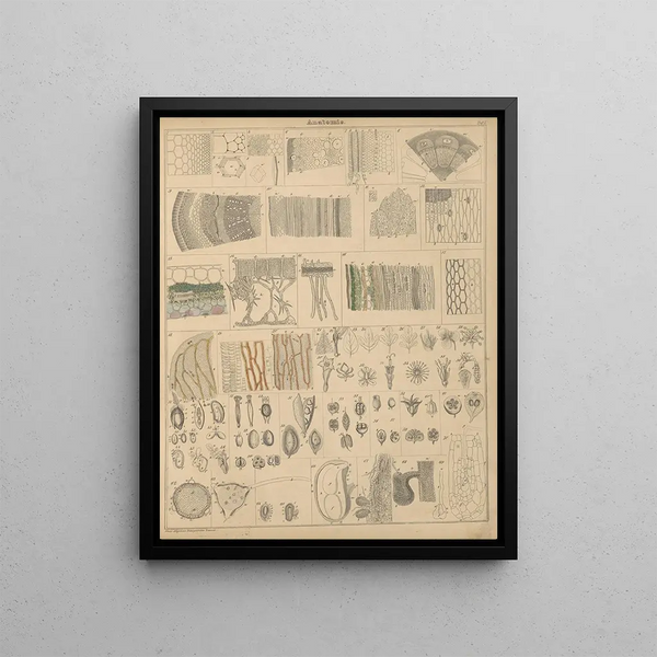 Illustrations for the General Natural History of Oken for all classes Pl002 - Lorenz Oken — framed artwork on a wall