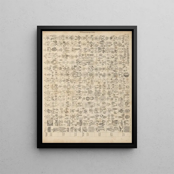 Illustrations for the General Natural History of Oken for all classes Pl004 - Lorenz Oken — framed artwork on a wall