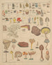 Illustrations for the General Natural History of Oken for all classes Pl006 - Lorenz Oken — artwork view