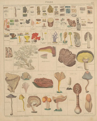 Lorenz Oken - Abbildungen zu Okens Allgemeiner Naturgeschichte fr alle Stnde Pl006.webp