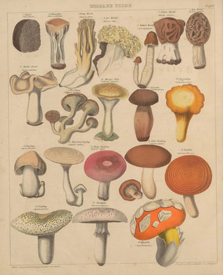 Lorenz Oken - Abbildungen zu Okens Allgemeiner Naturgeschichte fr alle Stnde Pl007.webp