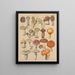Illustrations for the General Natural History of Oken for all classes Pl007 - Lorenz Oken — framed artwork on a wall