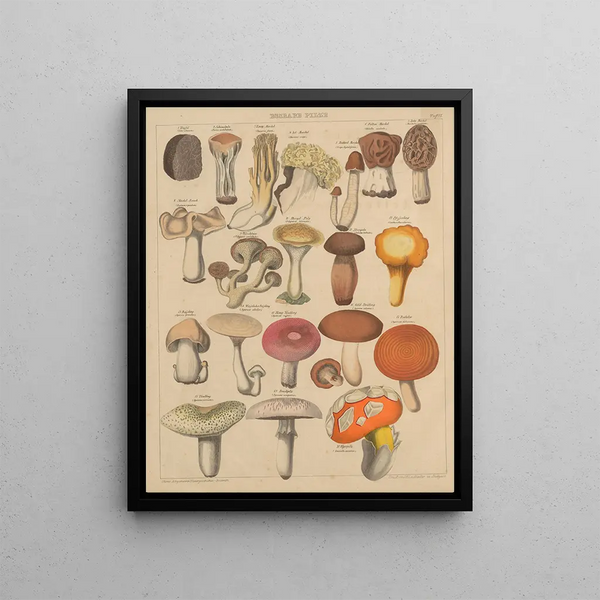 Illustrations for the General Natural History of Oken for all classes Pl007 - Lorenz Oken — framed artwork on a wall