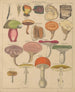 Illustrations for the General Natural History of Oken for all classes Pl008 - Lorenz Oken — artwork view