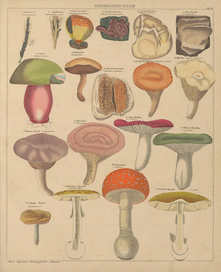 Lorenz Oken - Abbildungen zu Okens Allgemeiner Naturgeschichte fr alle Stnde Pl008.webp