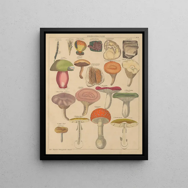Illustrations for the General Natural History of Oken for all classes Pl008 - Lorenz Oken — framed artwork on a wall