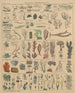 Illustrations for the General Natural History of Oken for all classes Pl009 - Lorenz Oken — artwork view