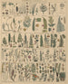 Illustrations for the General Natural History of Oken for all classes Pl010 - Lorenz Oken — artwork view