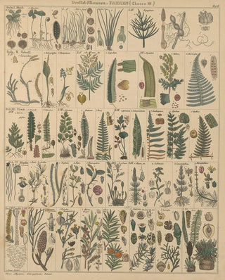 Lorenz Oken - Abbildungen zu Okens Allgemeiner Naturgeschichte fr alle Stnde Pl010.webp