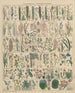 Illustrations for the General Natural History of Oken for all classes Pl011 - Lorenz Oken — artwork view