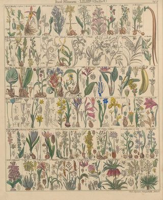 Lorenz Oken - Abbildungen zu Okens Allgemeiner Naturgeschichte fr alle Stnde Pl012.webp