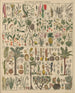 Illustrations for the General Natural History of Oken for all classes Pl013 - Lorenz Oken — artwork view