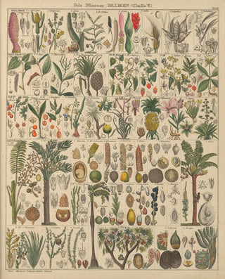 Lorenz Oken - Abbildungen zu Okens Allgemeiner Naturgeschichte fr alle Stnde Pl013.webp
