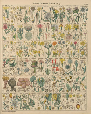 Lorenz Oken - Abbildungen zu Okens Allgemeiner Naturgeschichte fr alle Stnde Pl014.webp