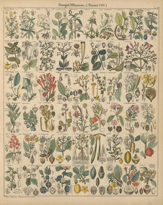 Lorenz Oken - Abbildungen zu Okens Allgemeiner Naturgeschichte fr alle Stnde Pl015.webp