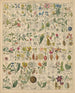 Illustrations for the General Natural History of Oken for all classes Pl017 - Lorenz Oken — artwork view