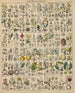 Illustrations for the General Natural History of Oken for all classes Pl018 - Lorenz Oken — artwork view