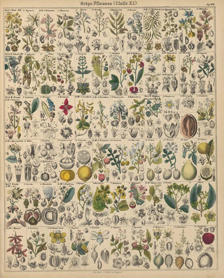 Lorenz Oken - Abbildungen zu Okens Allgemeiner Naturgeschichte fr alle Stnde Pl018.webp