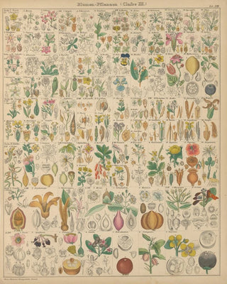 Lorenz Oken - Abbildungen zu Okens Allgemeiner Naturgeschichte fr alle Stnde Pl019.webp