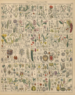 Lorenz Oken - Abbildungen zu Okens Allgemeiner Naturgeschichte fr alle Stnde Pl020.webp