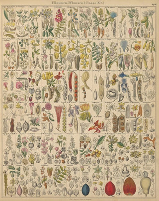 Lorenz Oken - Abbildungen zu Okens Allgemeiner Naturgeschichte fr alle Stnde Pl021.webp