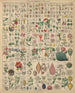 Illustrations for the General Natural History of Oken for All Classes Pl022 - Lorenz Oken — artwork view