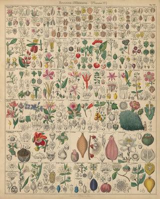 Lorenz Oken - Abbildungen zu Okens Allgemeiner Naturgeschichte fr alle Stnde Pl022.webp