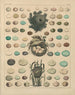 Illustrations for the General Natural History of Oken for all classes Pl024 - Lorenz Oken — artwork view
